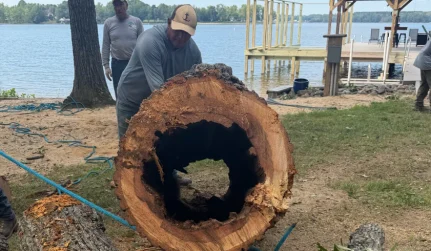 Tree Removal