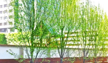 Tree Trimming & Pruning